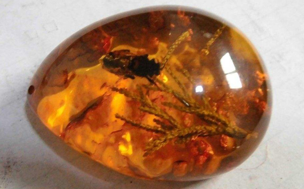 内含昆虫的琥珀