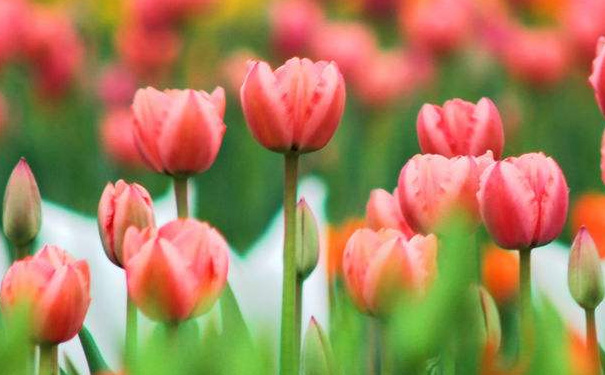 结婚纪念日送郁金香