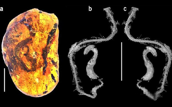 琥珀是怎么形成的
