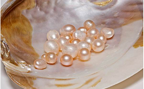 珍珠的形成